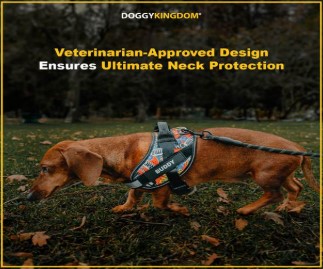 Choose the best gear for your dog to make them more comfortable and safer. Choose the best gear for your dog to make them more comfortable and safer.